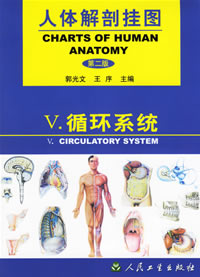 循環系統掛圖