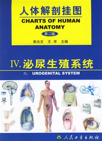 泌尿生殖系統掛圖