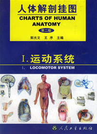 運動系統掛圖