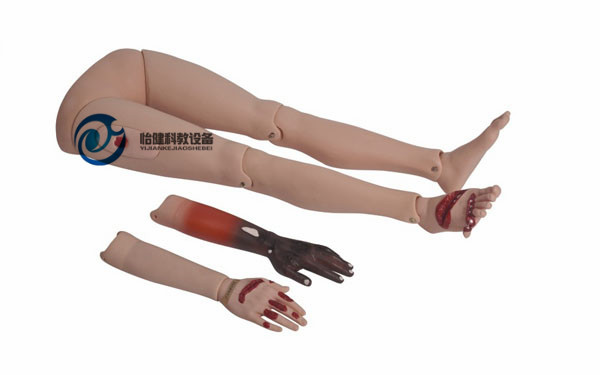  高級創傷四肢模型