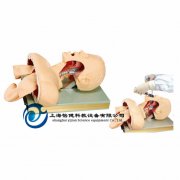 高級人體氣管插管訓練模型