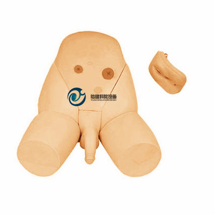 男女性別可互換導(dǎo)尿模型