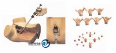 高級(jí)婦科綜合檢查訓(xùn)練模型