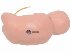 高級嬰兒腰椎穿刺模型