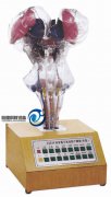語音提示電動腦干模型
