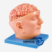 頭部附腦和動(dòng)脈模型