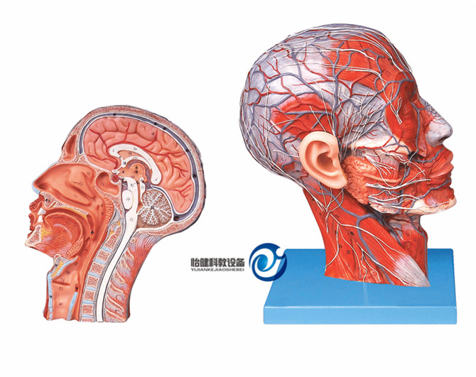 頭部正中矢狀切面附血管神經模型