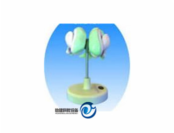 腦室與基底神經核模型