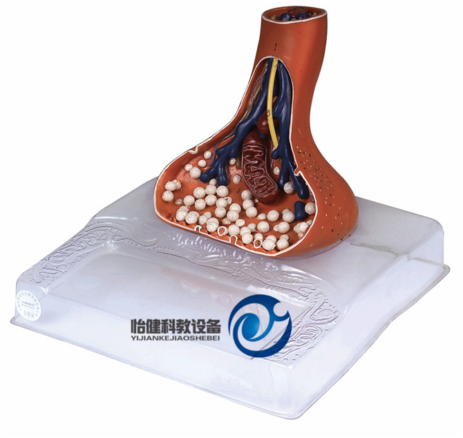 神經末梢突觸放大模型