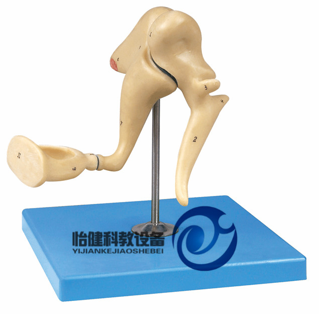 內耳迷路放大模型