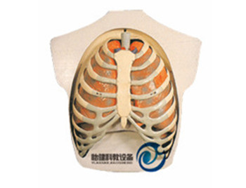呼吸系統模型