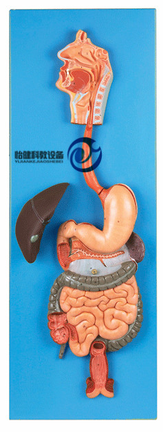 消化系統(tǒng)模型