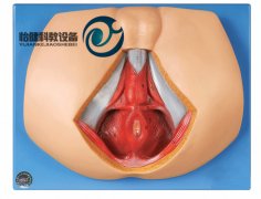男性會(huì)陰模型