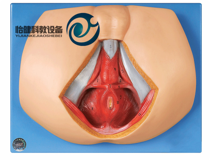 男性會(huì)陰模型