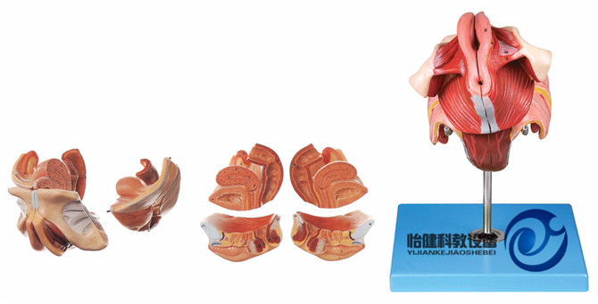 女性生殖器官結構模型
