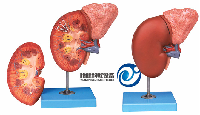 腎臟與腎上腺放大模型