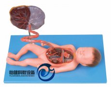 胎兒血液循環模型