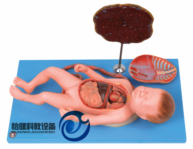 胎盤臍帶與胎兒附內臟模型