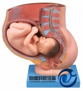 骨盆含妊娠九個(gè)月胎兒模型