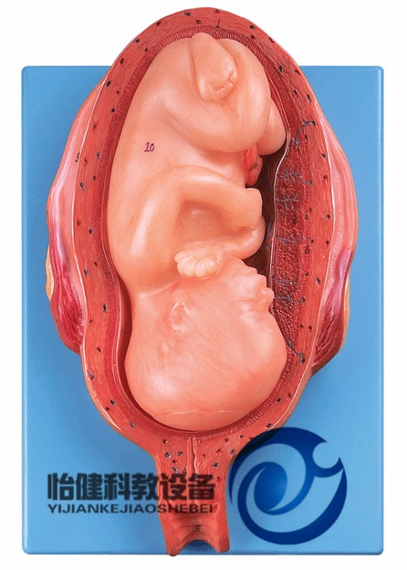 七個月胎兒模型