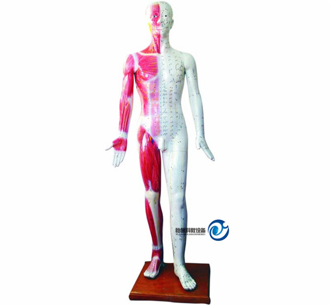 人體針灸模型178CM